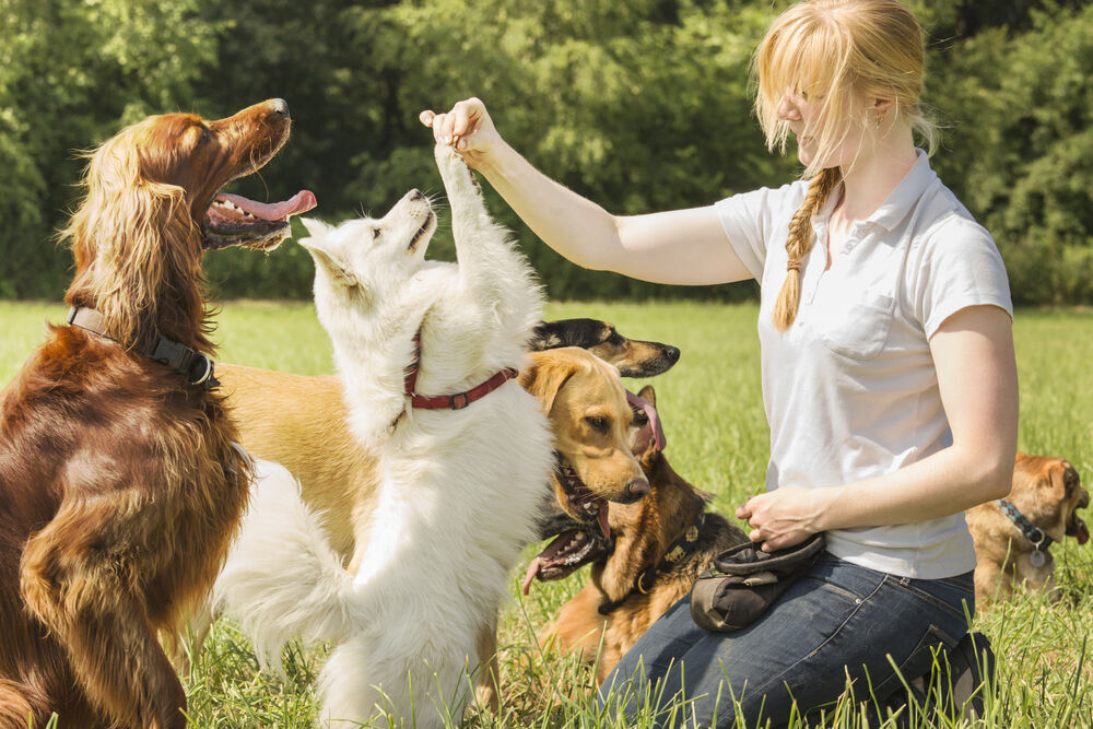14. Animal trainers